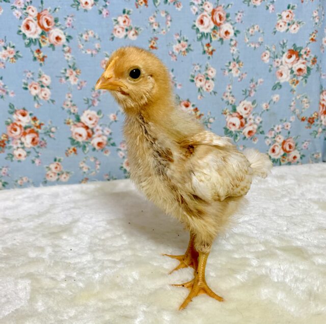 ボリスブラウン