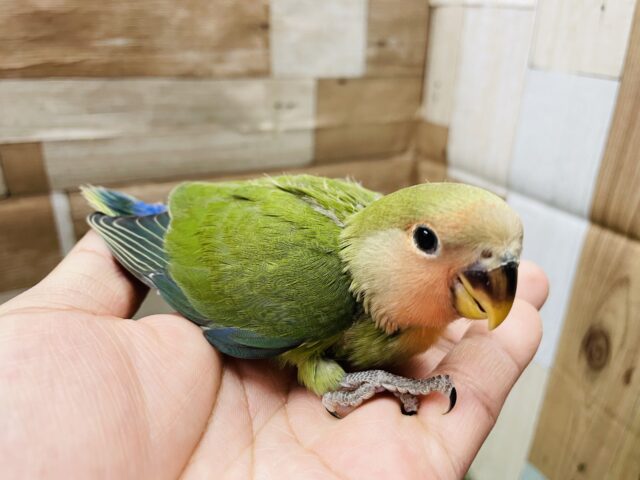 コザクラインコ（小桜インコ）