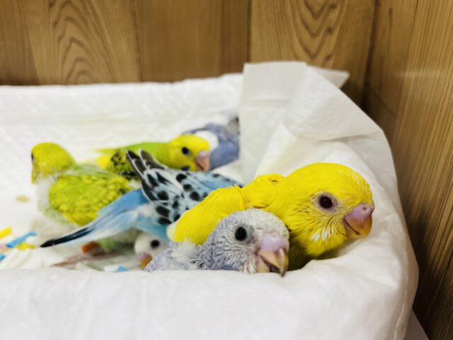 セキセイインコ