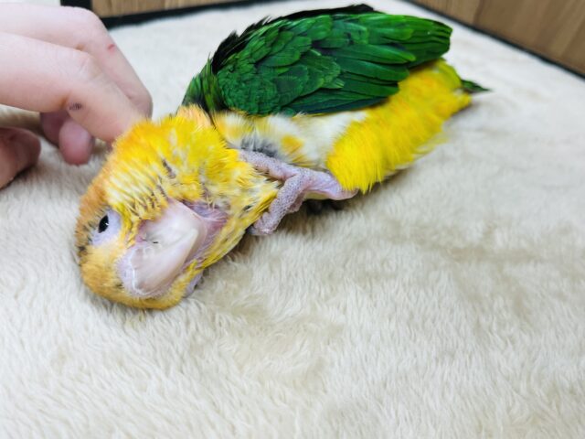 シロハラインコ