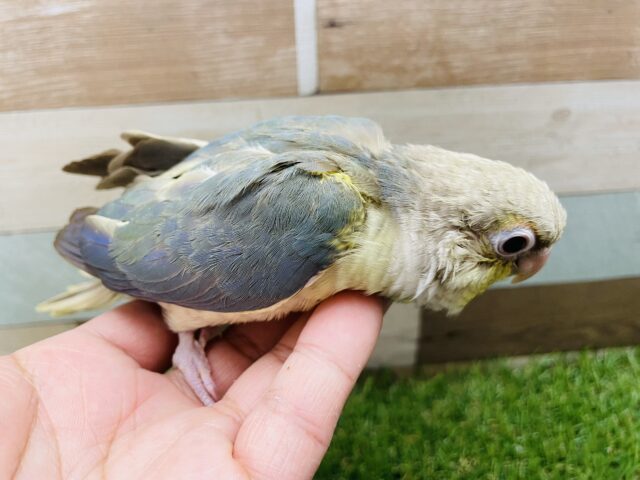 ホオミドリウロコインコ