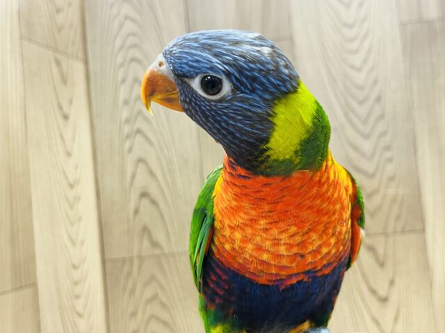 ゴシキセイガイインコ