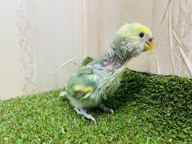 コザクラインコ（小桜インコ）