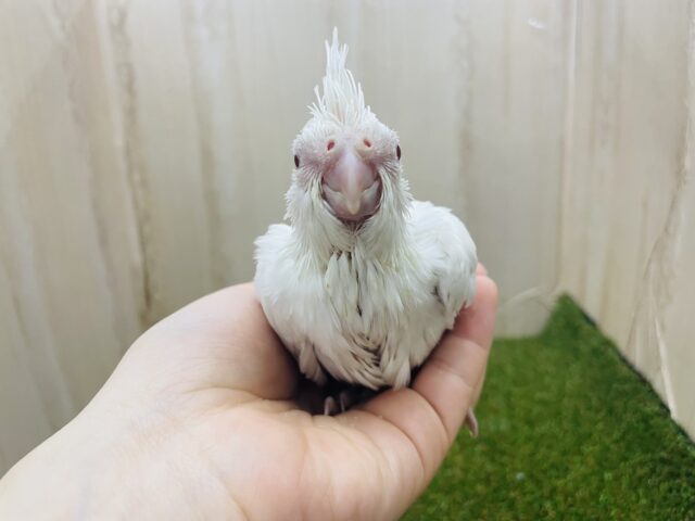 オカメインコ
