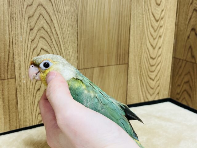 ホオミドリウロコインコ