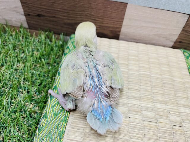 コザクラインコ（小桜インコ）