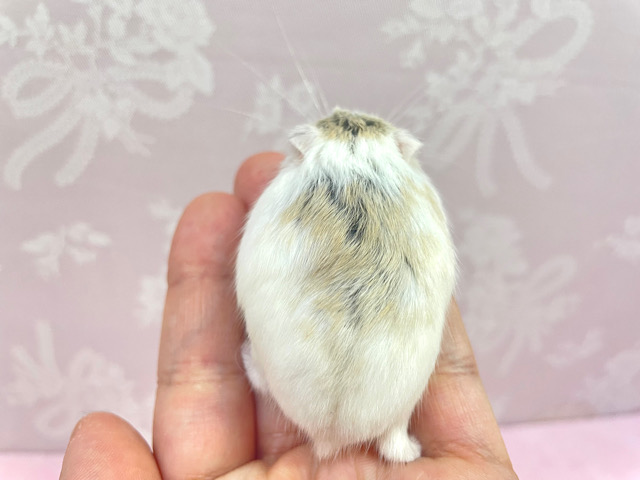 ロボロフスキーハムスター