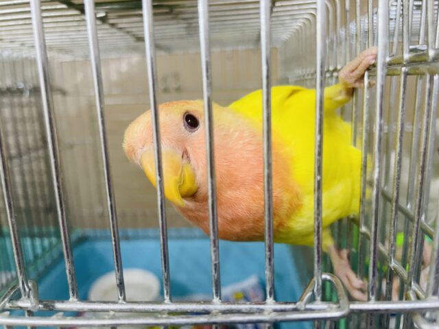 コザクラインコ（小桜インコ）