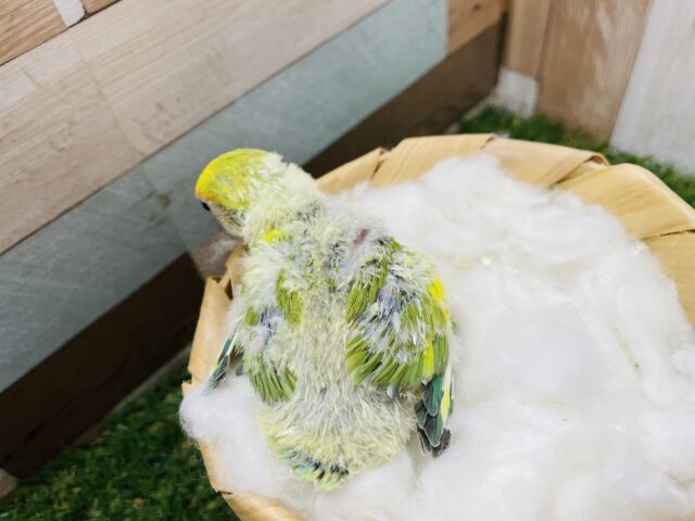 コザクラインコ（小桜インコ）