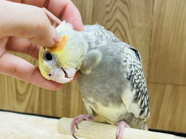 オカメインコ
