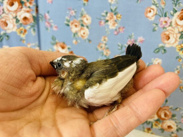 十姉妹（ジュウシマツ）