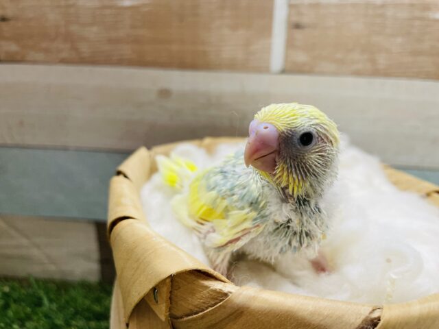 セキセイインコ