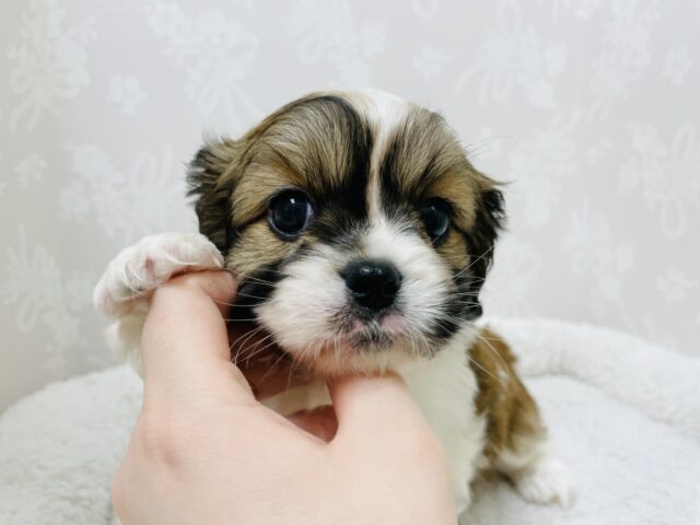 キャバペキ（ペキキャバ）