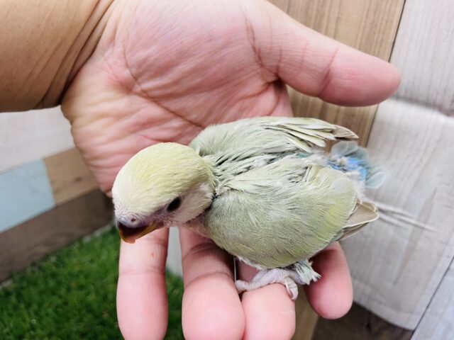 コザクラインコ（小桜インコ）