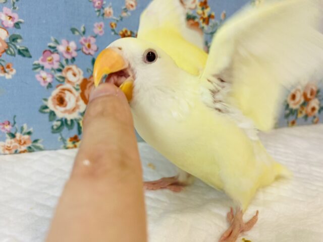 コザクラインコ（小桜インコ）