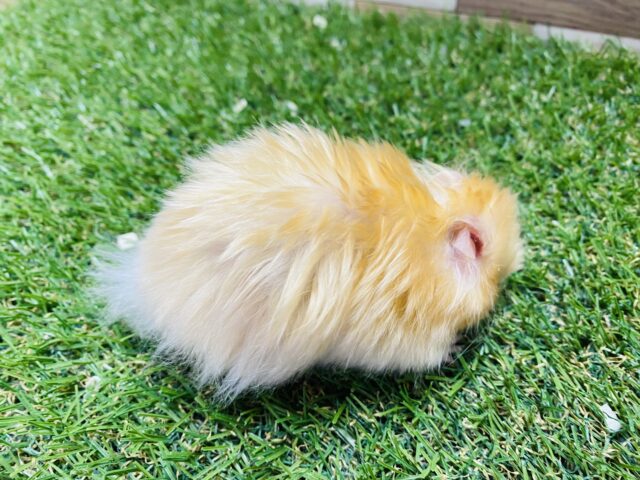 ゴールデンハムスター