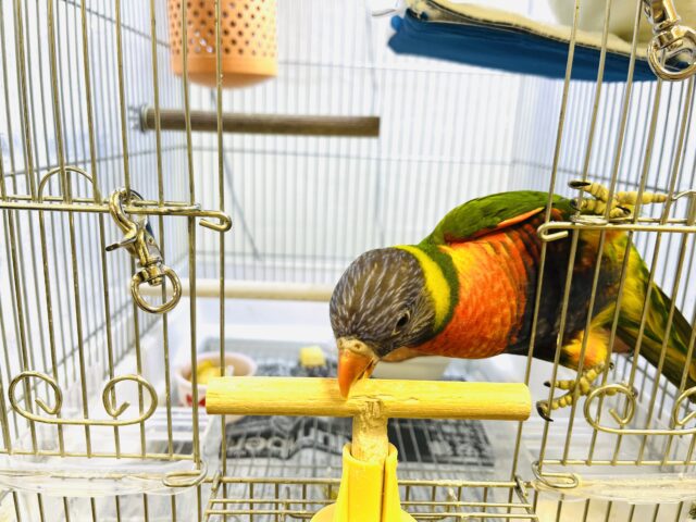 ゴシキセイガイインコ