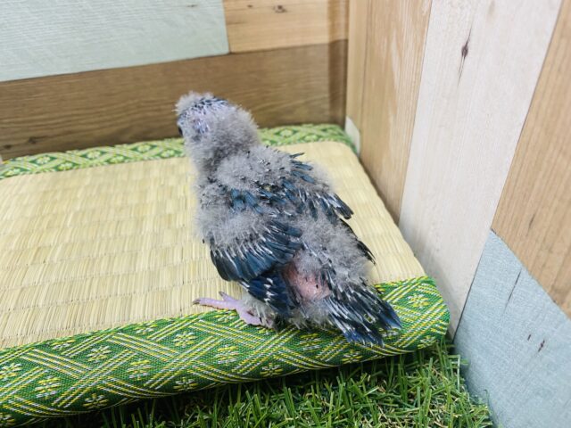 サザナミインコ