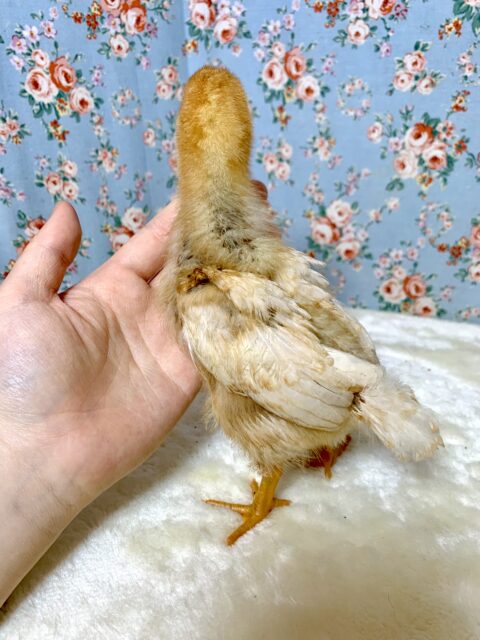 ボリスブラウン