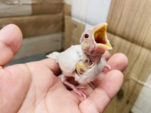 シルバーイノ文鳥