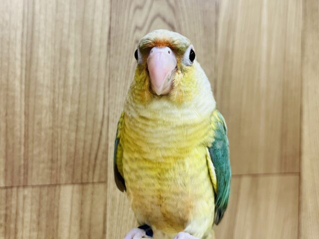 ホオミドリウロコインコ