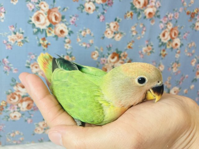 コザクラインコ（小桜インコ）