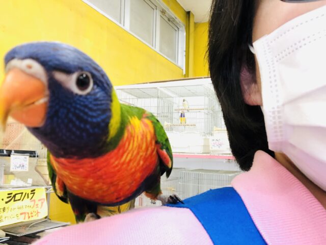 ゴシキセイガイインコ