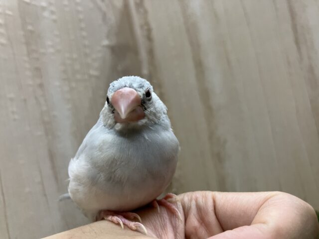 シルバー文鳥