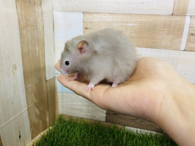 ゴールデンハムスター