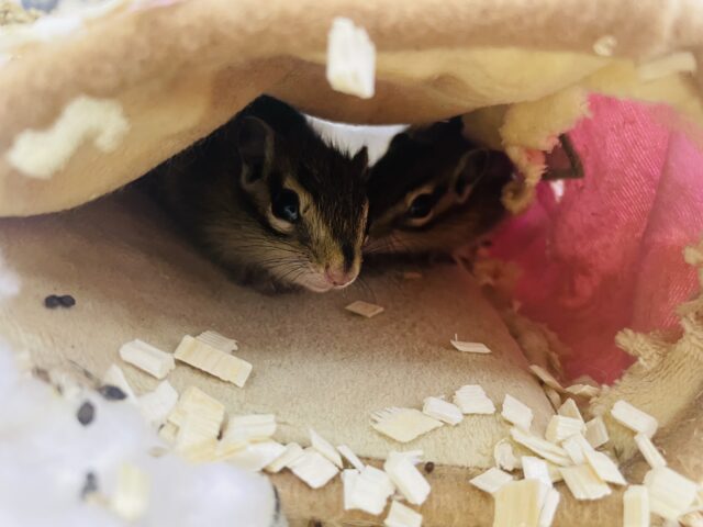 シマリス（ノーマル）