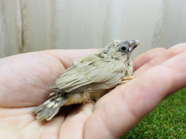 最新画像になりますよ‼️おちび!シナモンちゃんです! キンカ鳥 シナモン 錦花鳥(キンカチョウ)