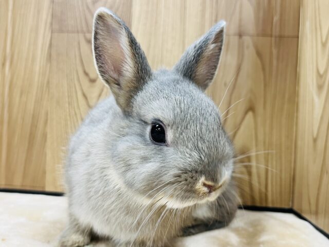 ネザーランドドワーフ