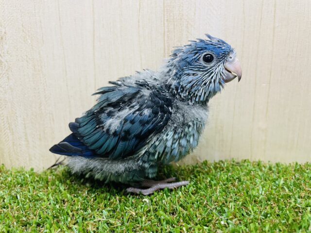 サザナミインコ