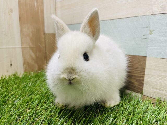 ネザーランドドワーフ