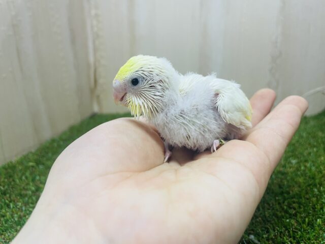 セキセイインコ