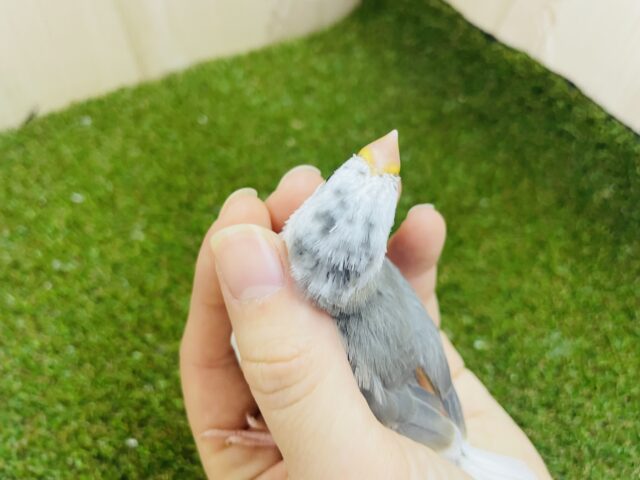 白文鳥