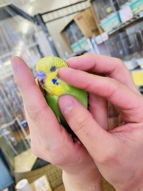 セキセイインコ