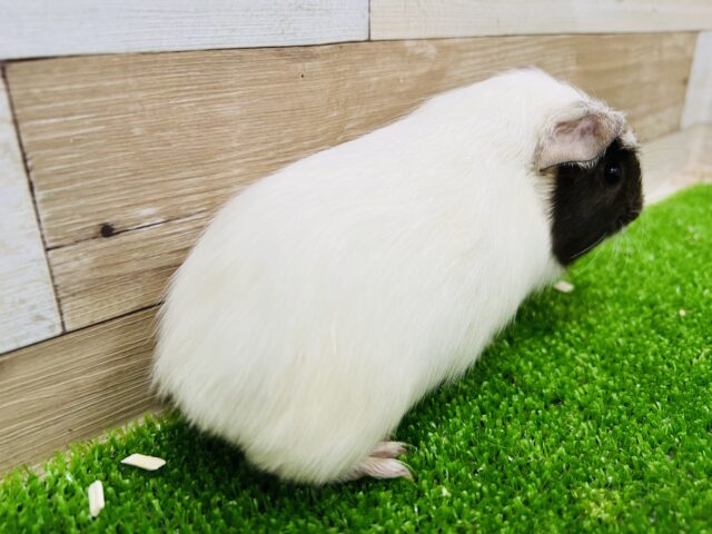 クレステッドモルモット