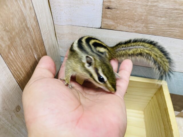 シマリス（ノーマル）