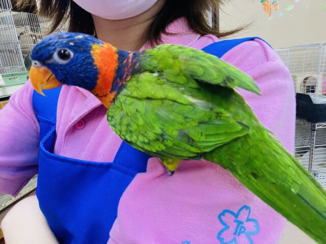 アカエリゴシキセイガイインコ