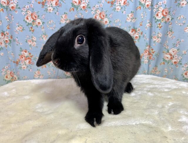 ロップイヤーラビット