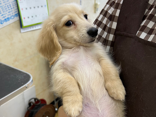 ミニチュアダックス