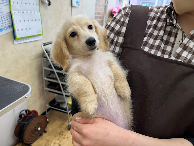 ミニチュアダックス