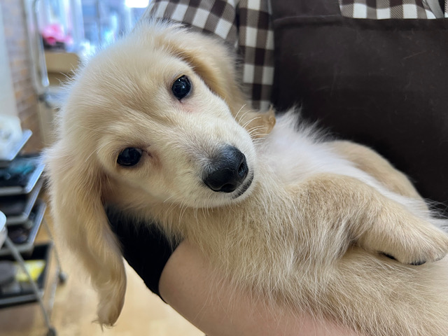 ミニチュアダックス