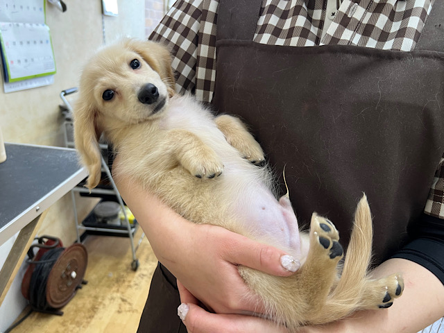 ミニチュアダックス