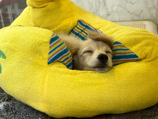 ミニチュアダックス