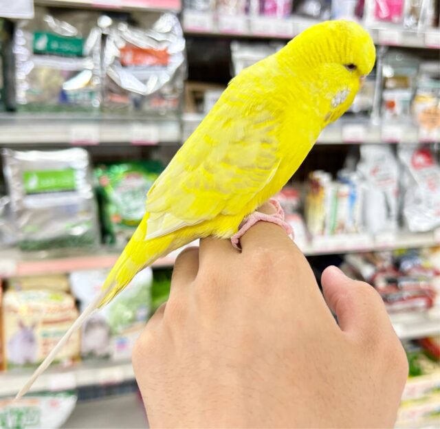 ジャンボセキセイインコ