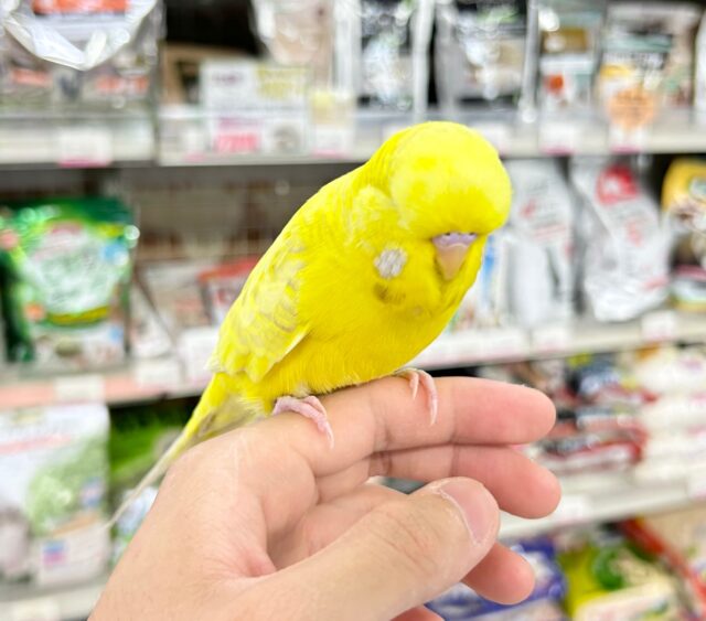 ジャンボセキセイインコ