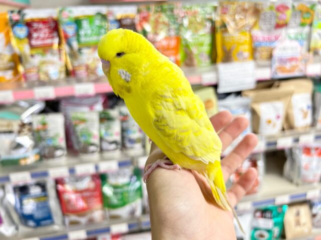 ジャンボセキセイインコ