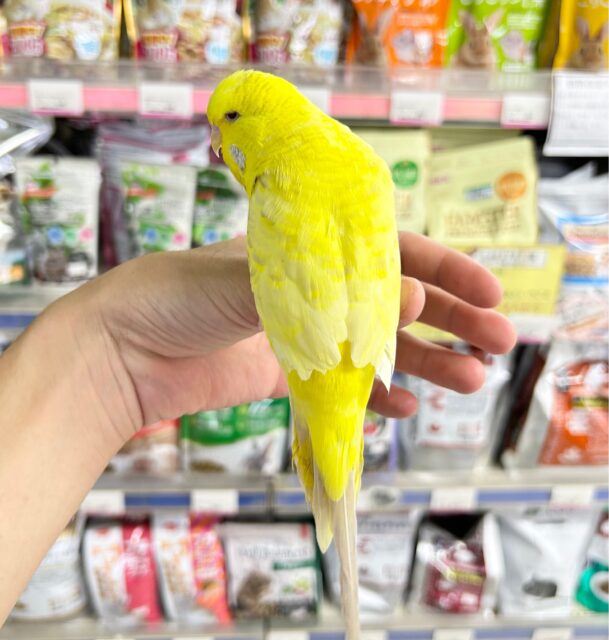 まんまる💛ジャンボセキセイインコ 2023年2月 ジャンボセキセイインコ